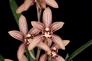 Cymbidium N.R. Kaitlyn HCC/AOS 75 pts.